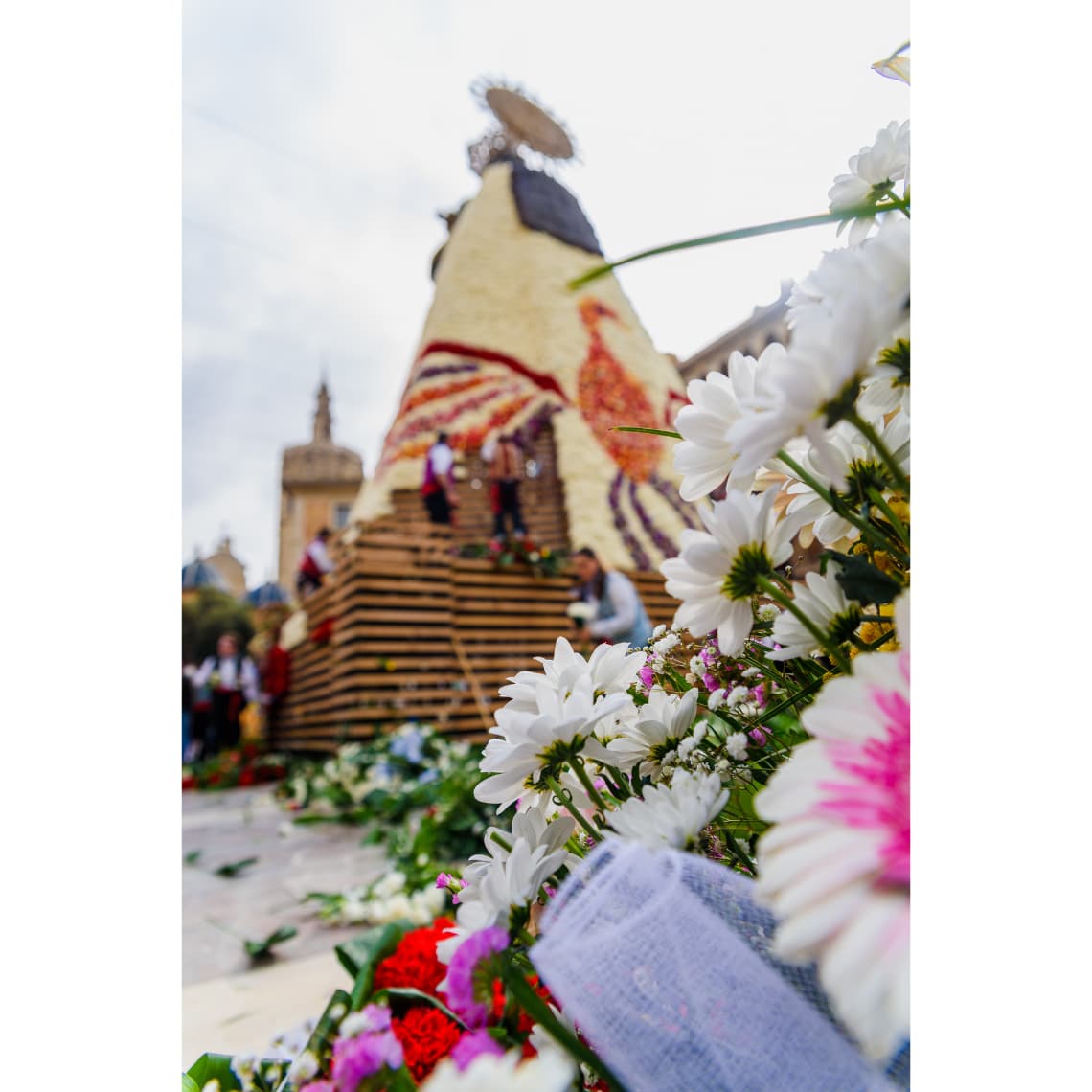 margaritas para la ofrenda de flores de Valencia